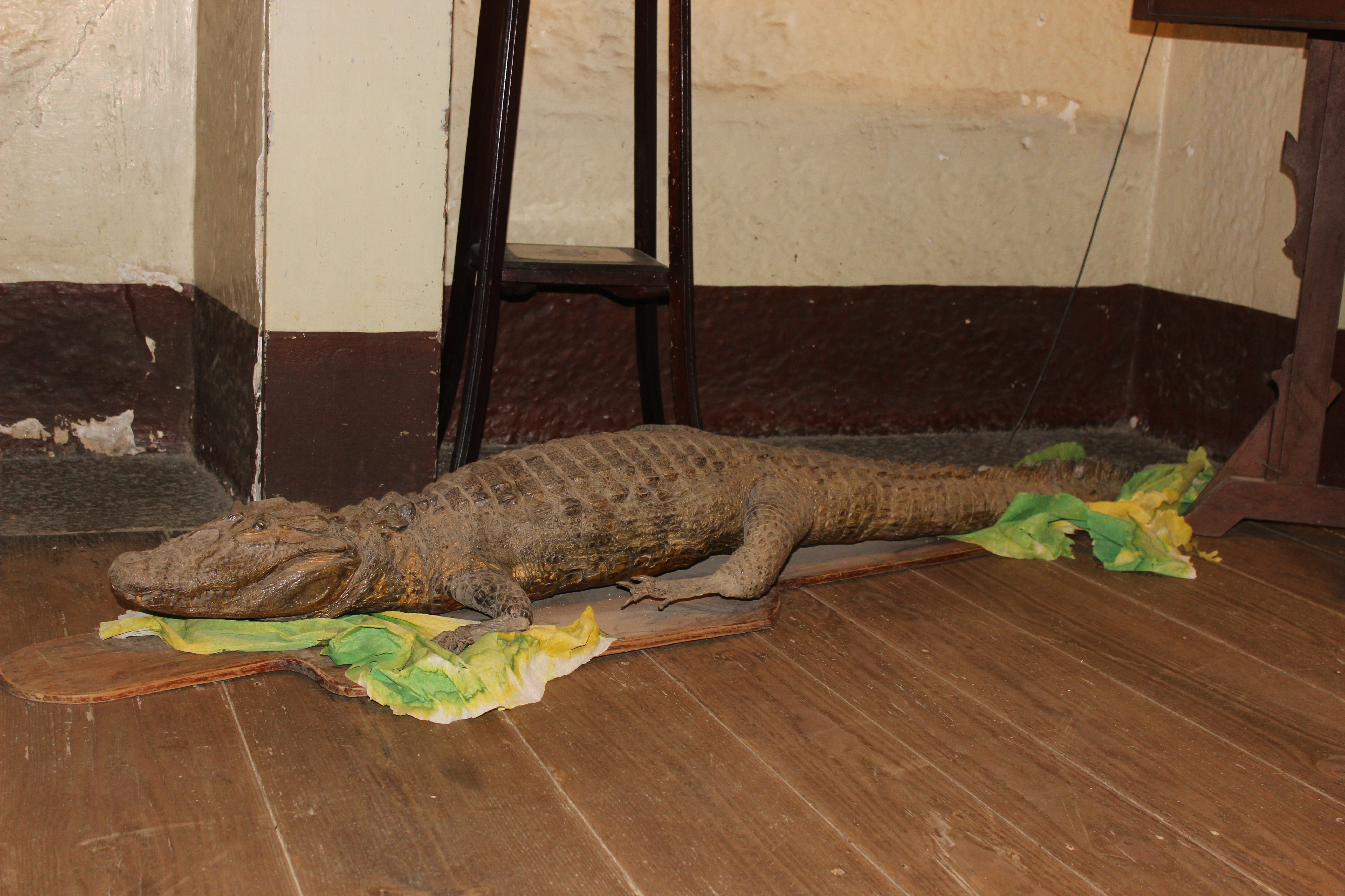 Crocodilo (animais embalsamados)