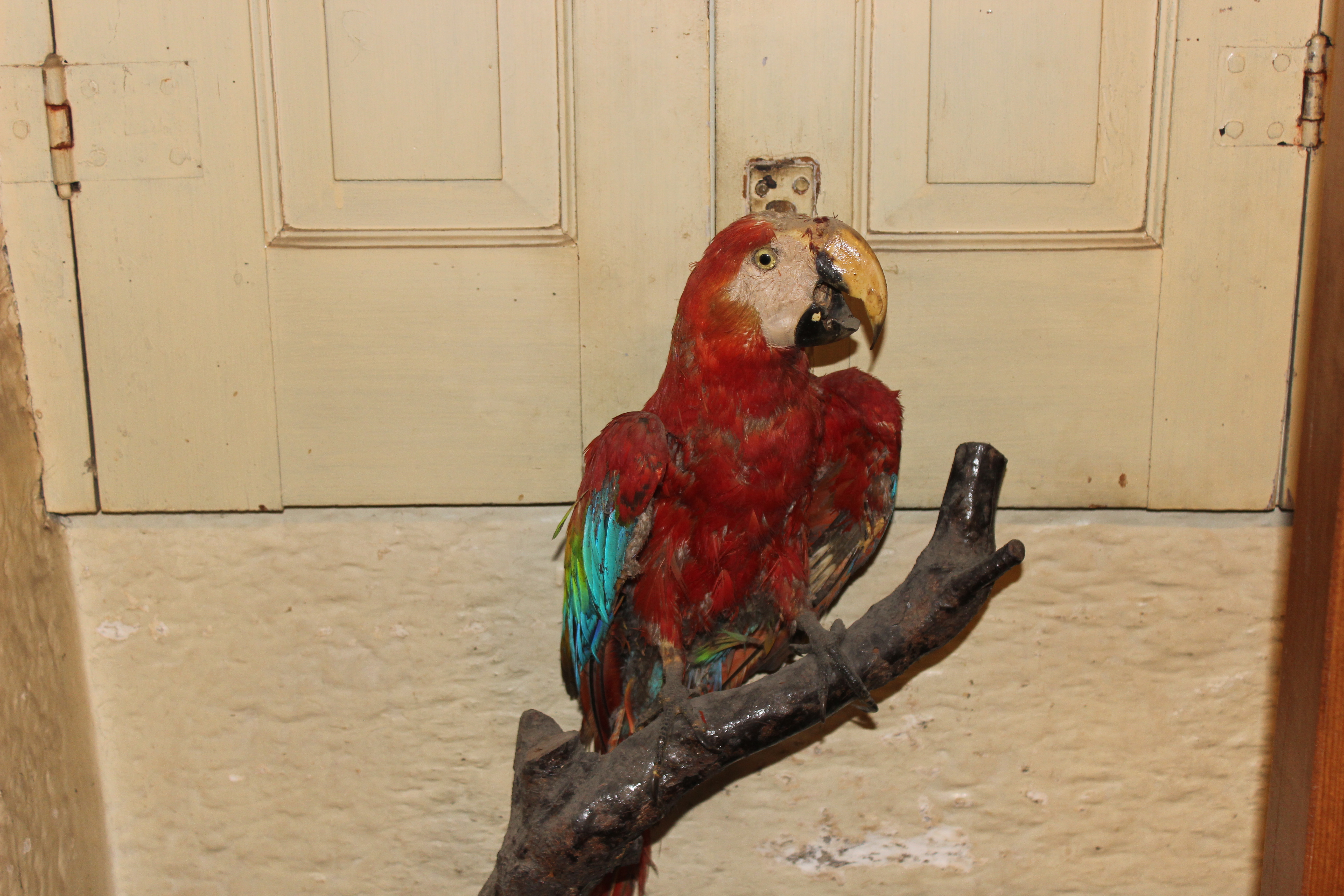 Papagaio (animais embalsamados)